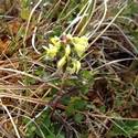 Pedicularis lapponica. Small yellow pod shaped flowers.